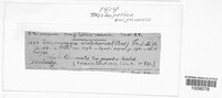 Belonidium sulphureum image